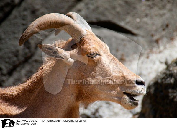 barbary sheep / MAZ-05532