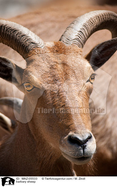 barbary sheep / MAZ-05533