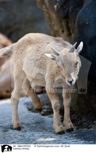 barbary sheep / MAZ-05534