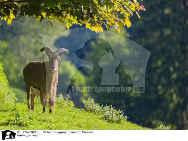 Mhnenspringer / barbary sheep / PW-10945