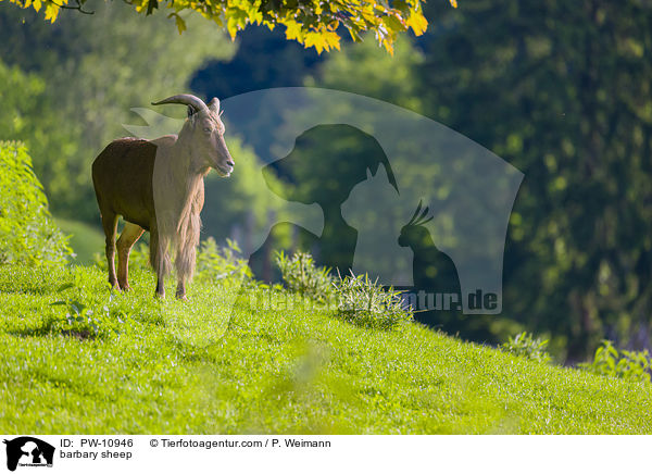 barbary sheep / PW-10946