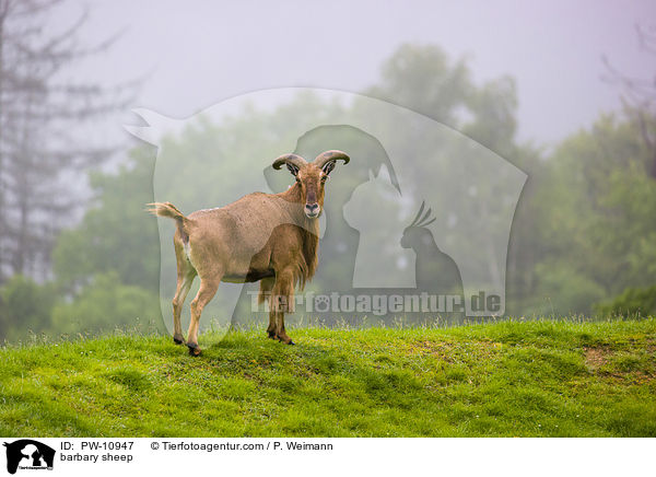 Mhnenspringer / barbary sheep / PW-10947