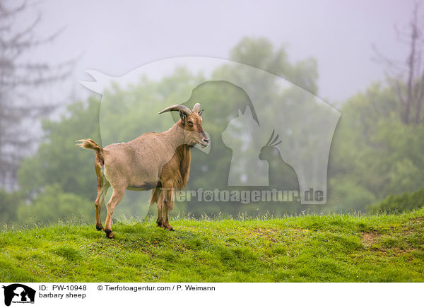 barbary sheep / PW-10948