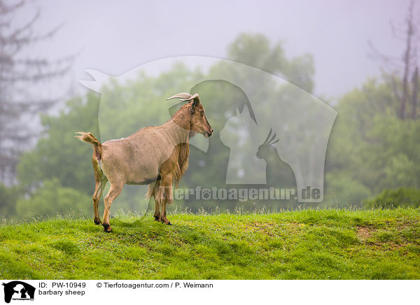 Mhnenspringer / barbary sheep / PW-10949