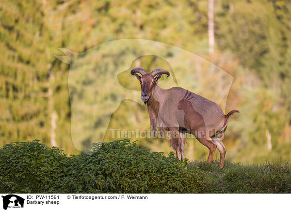 Barbary sheep / PW-11591