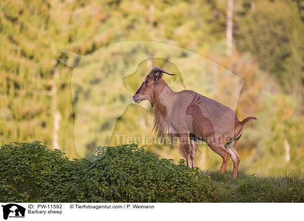 Barbary sheep / PW-11592