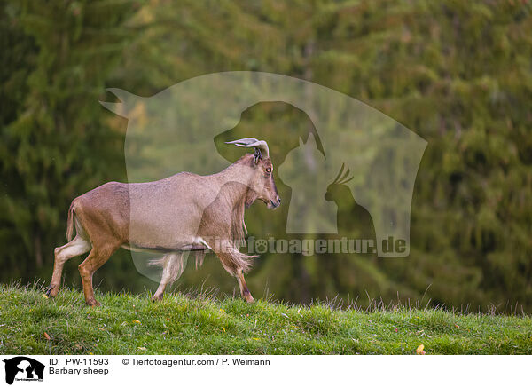 Barbary sheep / PW-11593