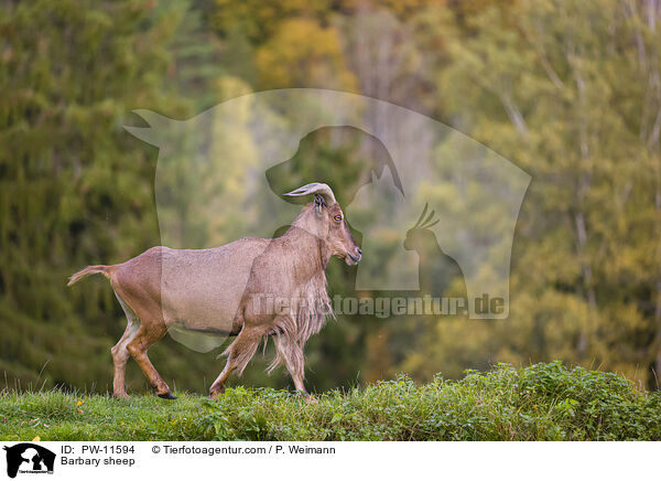 Barbary sheep / PW-11594