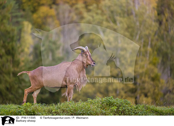 Mhnenspringer / Barbary sheep / PW-11595