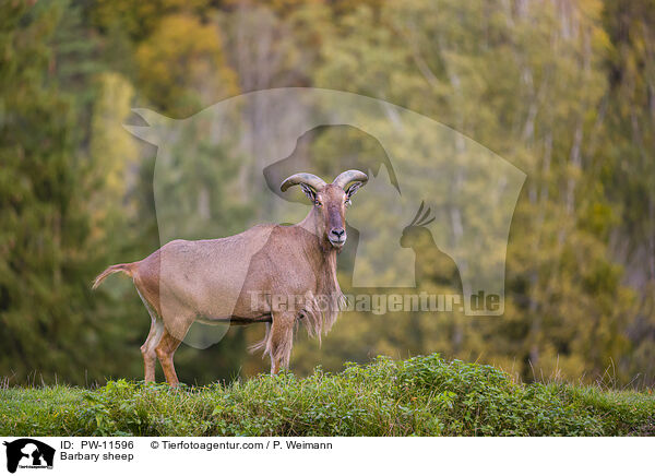 Barbary sheep / PW-11596