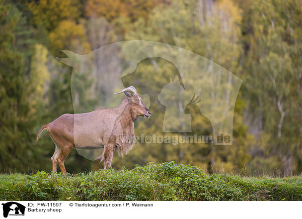 Barbary sheep / PW-11597