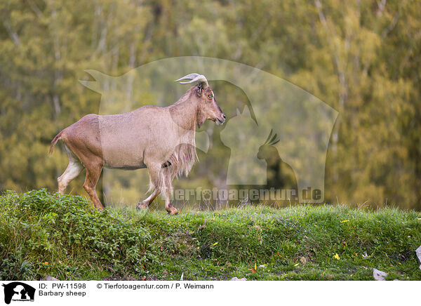 Barbary sheep / PW-11598