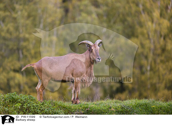 Barbary sheep / PW-11599