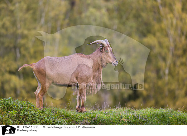 Barbary sheep / PW-11600