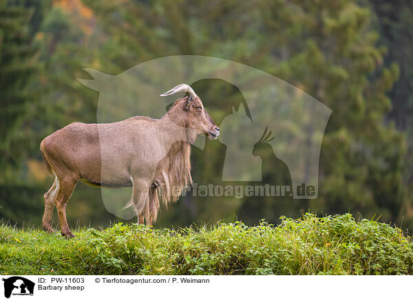 Barbary sheep / PW-11603