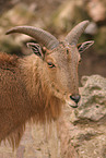 barbary sheep