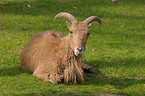 barbary sheep