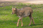 young barbary sheep