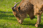 barbary sheep