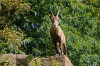 Barbary sheep