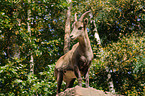 Barbary sheep