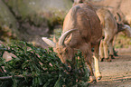 Barbary sheep