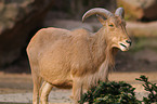 Barbary sheep