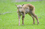 barbary sheep