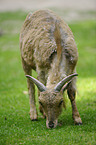 barbary sheep