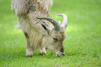 barbary sheep