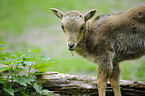 barbary sheep