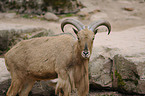 barbary sheep