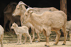 barbary sheeps