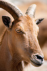 barbary sheep