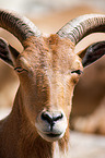 barbary sheep