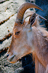 barbary sheep