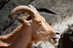 barbary sheep