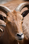 barbary sheep