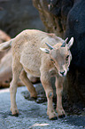 barbary sheep