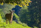 barbary sheep