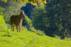 barbary sheep