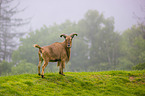 barbary sheep