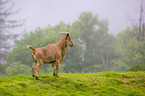 barbary sheep