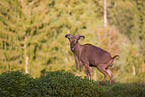 Barbary sheep