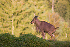 Barbary sheep