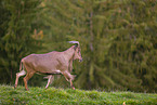 Barbary sheep