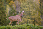 Barbary sheep