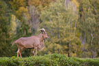 Barbary sheep