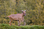 Barbary sheep