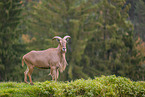 Barbary sheep